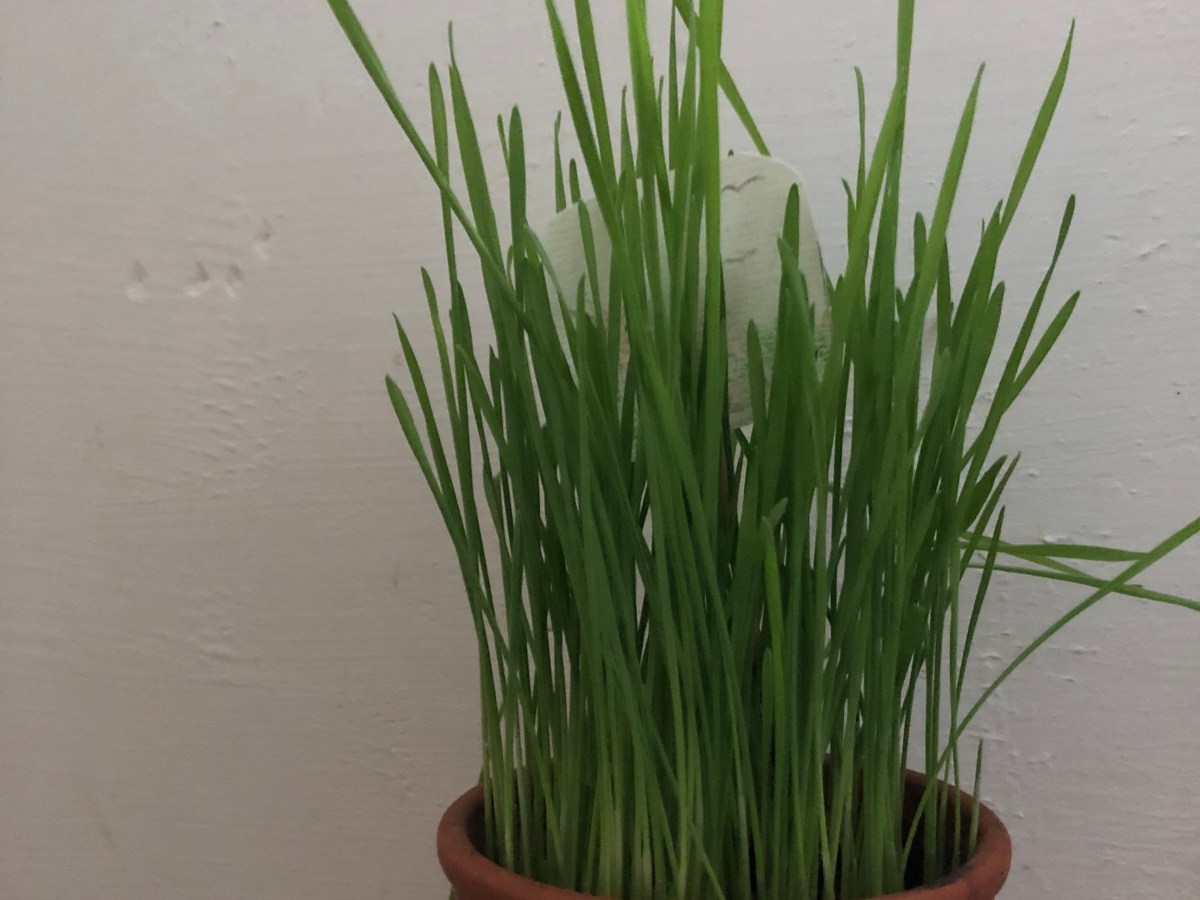 Sonntag, 12. April 2020 – Frohe&nbsp;Ostern